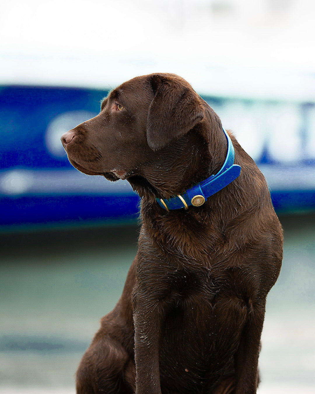 Water Dog Collar Admiral Navy