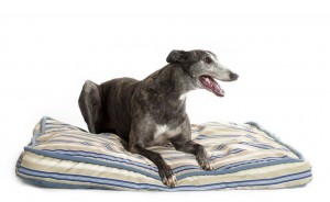 indestructible-dog-bed