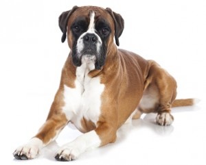 What are the Best Orthopedic Dog Beds?
