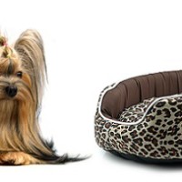 fancy-dog-beds